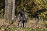 BOUVIER DES ARDENNES 278